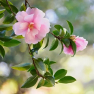 CAMELLIA