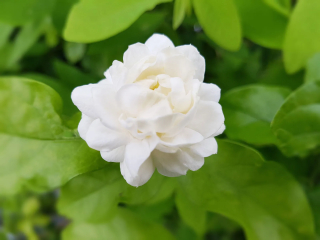JASMINE